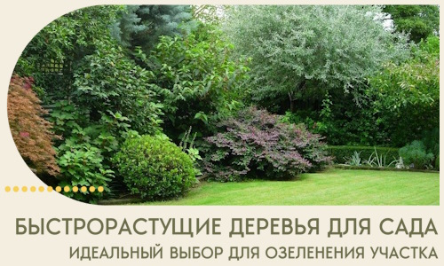 Быстрорастущие деревья для сада идеальный выбор в Устях-Илимске